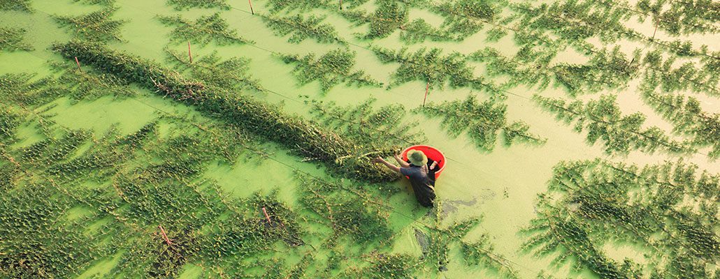 Seaweed farming in a shallow seabed