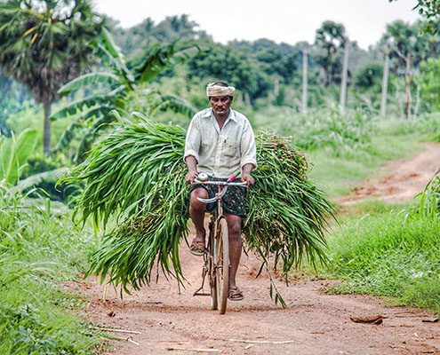 Indian sugarcane farmer on bicycle